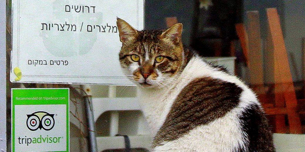 Министр Ури Ариэль не хочет кастрировать котов