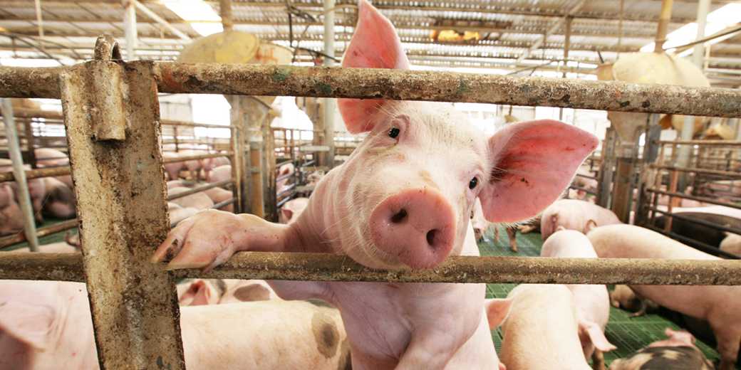 Вспышка африканской чумы свиней в Китае может привести к нехватке гепарина