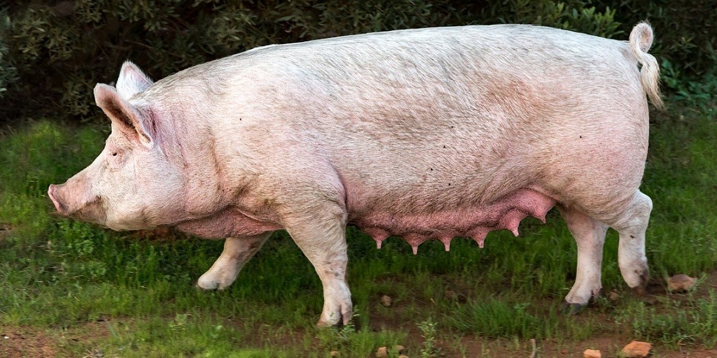 Грядет дефицит свинины и рост цен
