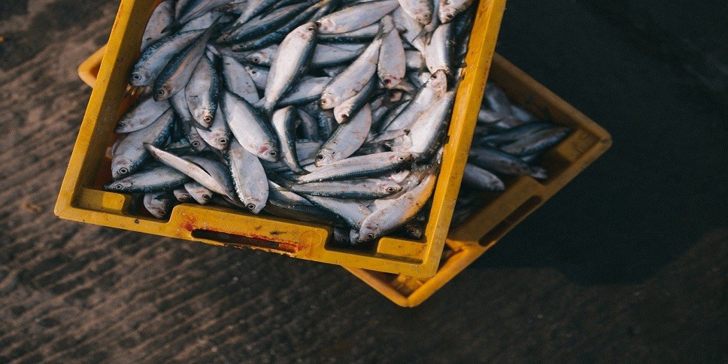Снижение таможенных пошлин на импортную свежую рыбу вновь откладывается