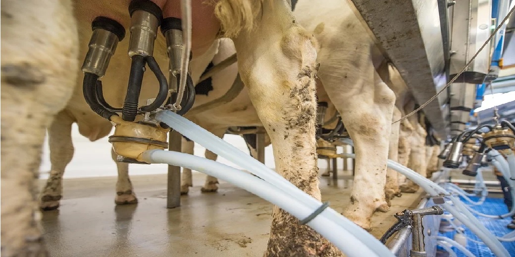 Кто виноват в нехватке молока – раввинат или плановая экономика?