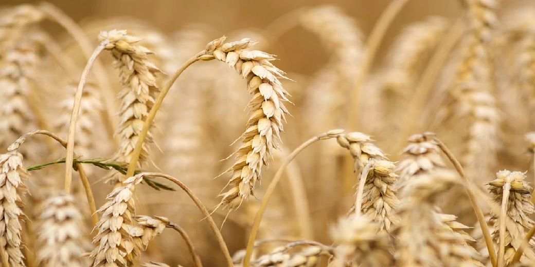 Цена на пшеницу упала до довоенного уровня