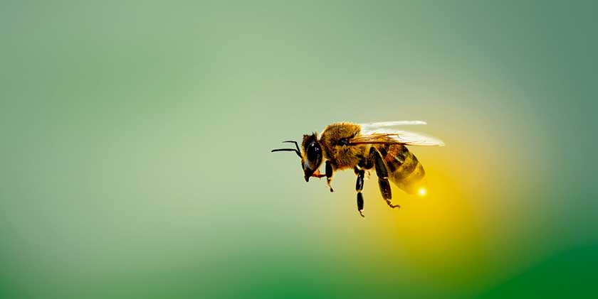 Израильтяне придумали умный улей, который помогает пчелам производить больше меда
